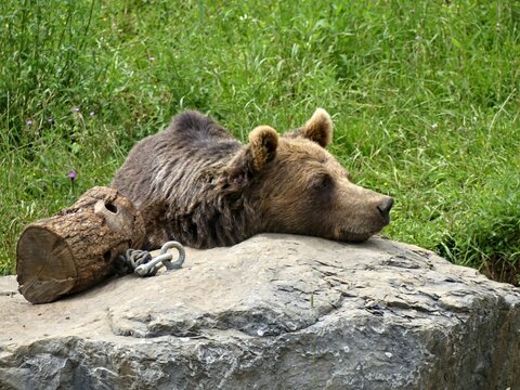 Han, Belgium - June 2024: Visit the magnificent Han animal park in Belgium View of a brown bear