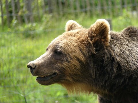 Han, Belgium - June 2024: Visit the magnificent Han animal park in Belgium View of a brown bear