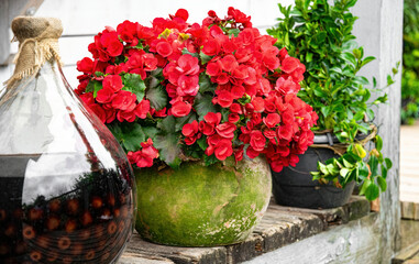 Colourful flower background. Blooming begonia in a flowerpots	
