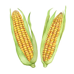 Pair of Corn, yellow golden cobs with green husks in watercolor. Realistic illustration of two Autumn harvest plants. Produce clipart for farmers market, Thanksgiving decor for cards, label, menu