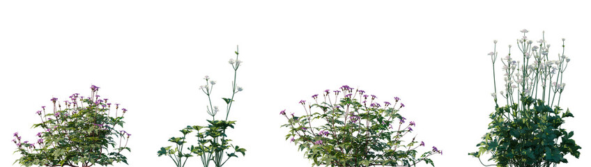 Set of 2 Geranium robertianum - Herb Robert, cranesbill, plant with pink flowers and 2 Astrantia major with white flowers frontal isolated png on a transparent background perfectly cutout