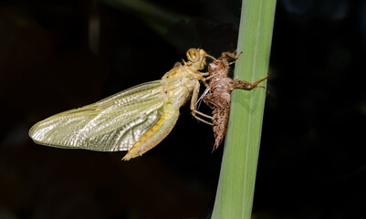dragonfly on a leaf