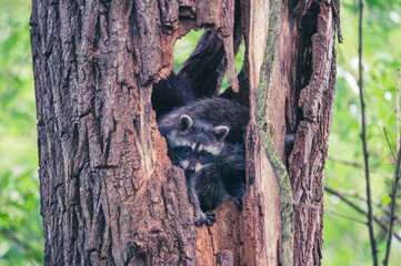 Waschbär Nachwuchs