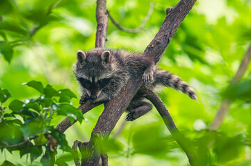 Waschbär Nachwuchs