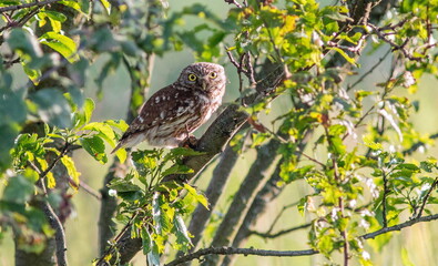 owl on a branch