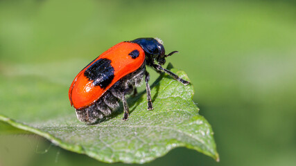 ladybird on a leaf