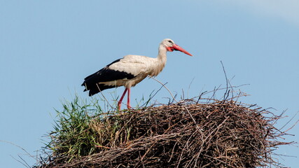 white stork in the nest