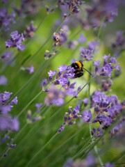 Bąk na fioletowym kwiecie