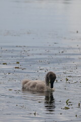 Młody Łabędź © Szymon