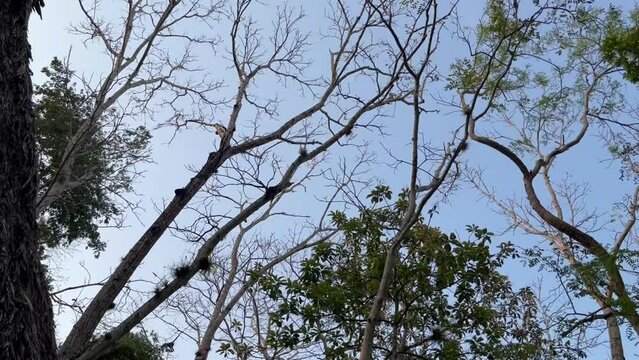 Spider monkeys jumping on trees