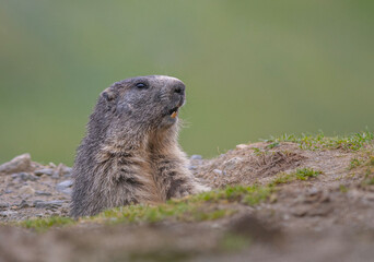 Squirrel
