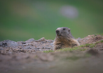 marmot in the mountains