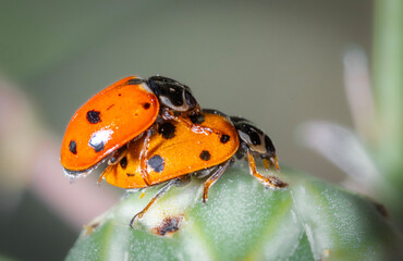 Ladybug 