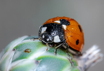 Ladybug 