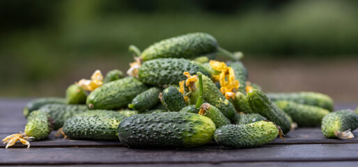 A bunch of cucumbers on a wooden table, blurred background