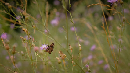 Butterfly visits pink thistle wildflower in early summer