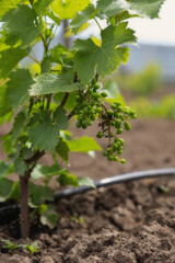 Young shoots of grapes, blurred background