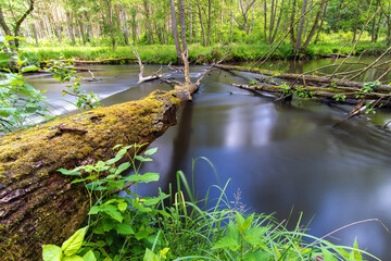 pnie drzewa w rzece © Marek