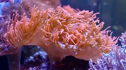 coral reef in aquarium