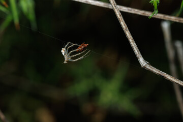 Curiosa araña cristalina o transparente casi microscopica, Alcoy, España
