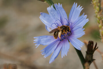Flor de achicoria, Cichorium intybus, con abeja Anthophila, Alcoy, España