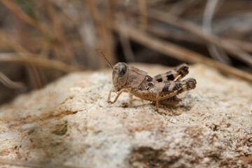 Pequeño saltamontes alimento del futuro, Alcoy, España