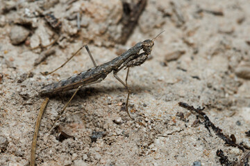 Pequeña mantis Geomantis larvoides en su habitat natural, Alcoy, España