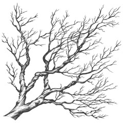 Fototapeta premium Bare Tree Branches, Pen and Ink Sketch, Twisted Trunk Detail, Winter Landscape Element