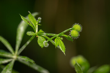 Green balls tangled macro detail.