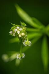 Macro detail of sedum flower and green leaves.