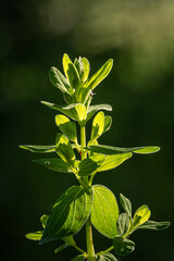 Green fresh leaves of St. John's wort dotted.
