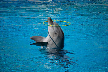 A performance at the dolphinarium. A dolphin twirls a hoop on its nose. Vacation at a recreation...