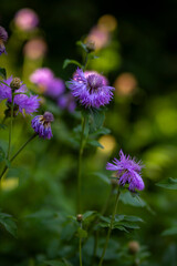 Blue Cornflower flowers, blurred background