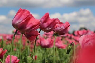 Obraz premium Mohnblumen