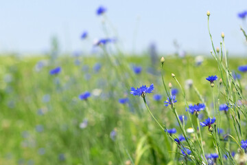 Cornflower, Centaurea cyanus Rare flower of Arable Fields. blue wildflowers, natural floral background. Wild flowers. summer meadow flower, blooms beautifully in blue.