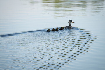 A duck with young swims on the lake.