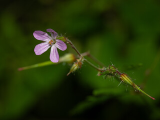 Light purple flower quality smelly.