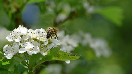 bee on a flowering tree. honey bees pollinating white blossoms of a pear tree. insect in nature, spring season. bee on the flowers of the orchard. close-up, macro photo