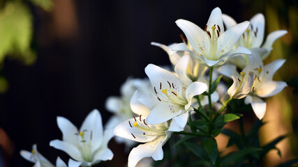 Lilium. white lily. beautiful lily flower, close-up. delicate white lilies in the garden, in the flowerbed. floral background. summer garden