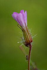 Light purple flower quality smelly.