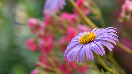 Obraz premium purple chamomile flower. chamomile with drops after rain, morning dew, moisture on the petals
