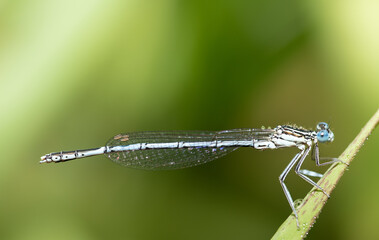 Close-up of a small, delicate dragonfly hanging from a blade of grass. Small dewdrops are on the grass and on the dragonfly. The sun is shining in the background.
