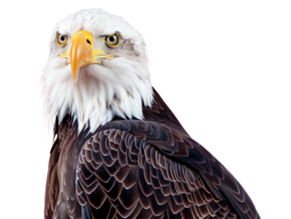 American bald eagle