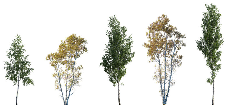 Betula ermanii of gold ermans birch trees betula big medium trees and Birch trees set isolated png in sunny daylight on a transparent background perfectly cutout