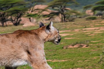photograph of a puma in the wild
