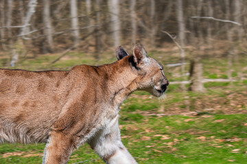 photograph of a puma in the wild