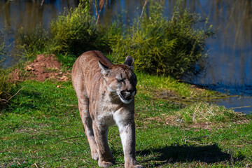 Naklejka premium photograph of a puma in the wild