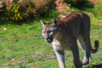photograph of a puma in the wild