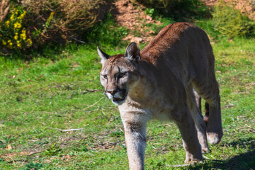 photograph of a puma in the wild