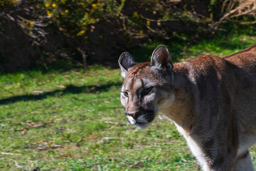 Fototapeta premium photograph of a puma in the wild